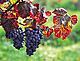 Znovínské vinobraní Znovínské vinobraní