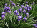 Botanická zahrada