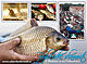 Fishing Festival Třeboň Fishing Festival Třeboň